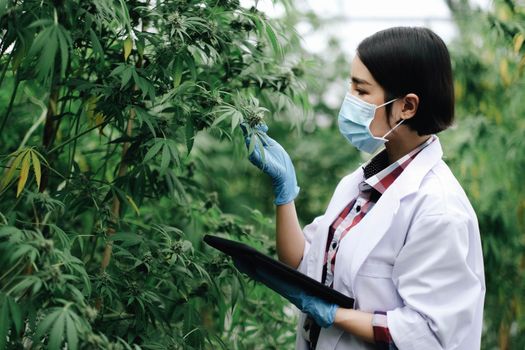 An Asian woman Agriculturist, Researcher, Farmer or Gardener recording cannabis cultivation data on a tablet to improve quality, under the soft of sunlight..