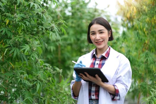 An Asian woman Agriculturist, Researcher, Farmer or Gardener recording cannabis cultivation data on a tablet to improve quality, under the soft of sunlight..