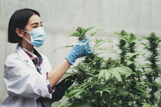 Portrait of scientist checking and analizing hemp plants, The doctor is researching marijuana. Concept of herbal alternative medicine, cbd hemp oil, pharmaceutical industry.