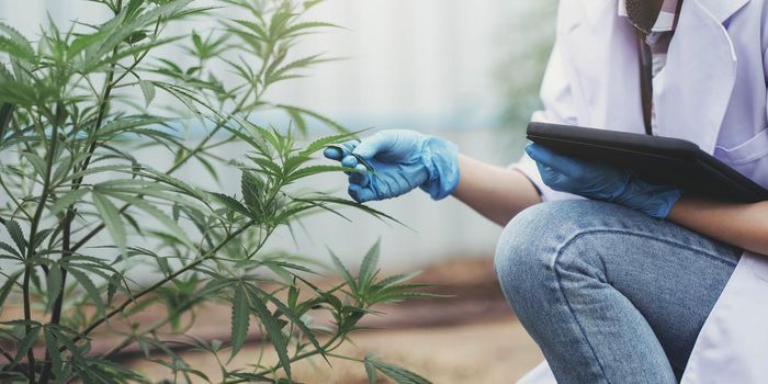 Portrait of scientist checking and analizing hemp plants, The doctor is researching marijuana. Concept of herbal alternative medicine, cbd hemp oil, pharmaceutical industry.