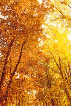 Seasonal travel, retro backdrop and rural environment concept - Beautiful autumn landscape background, vintage nature scene in fall season