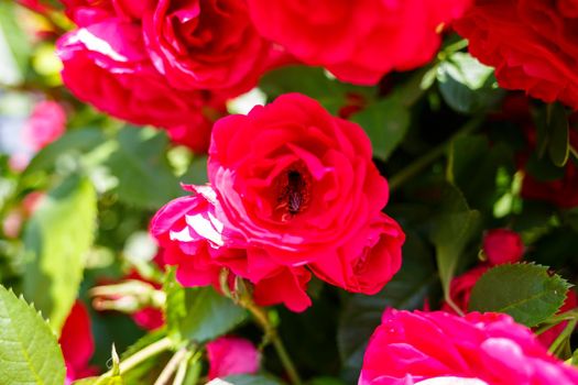 blooming bush of pink roses on a sunny day