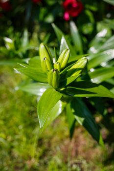 Green spaces for home landscaping. Green leaves. natural live plants