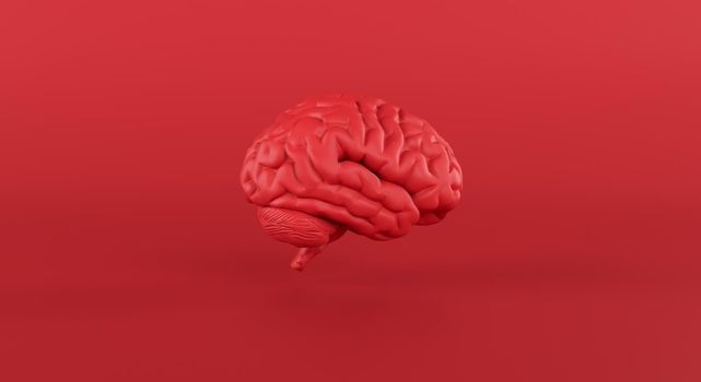Red brain in slide view on minimal studio background, thinking, passionate idea, business. 3d rendering.