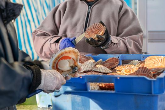 Women open and clean scallops for sale at a Fair of Herring and scallop shell in a port of Dieppe