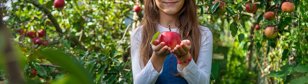 A child harvests apples in the garden. Selective focus. Food.