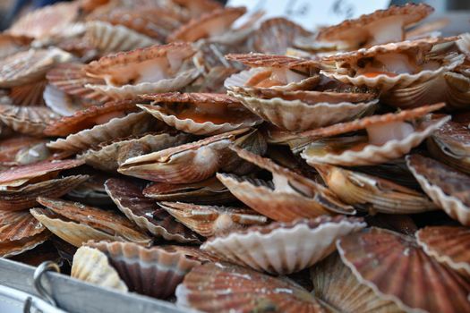 Fresh french scallops on a seafood market at Dieppe France