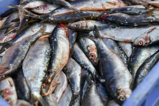 Raw herring in a blue box on the market