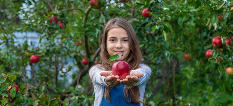 A child harvests apples in the garden. Selective focus. Food.