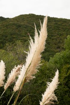 pampas plant in nature created wildly characteristic for its white feathers