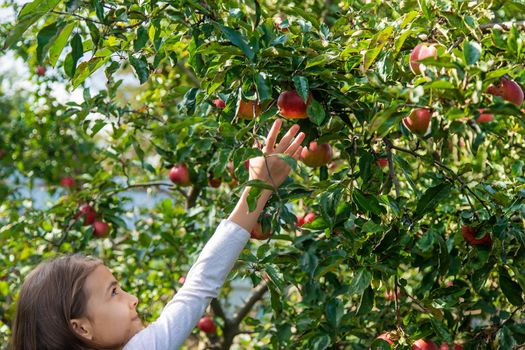 A child harvests apples in the garden. Selective focus. Food.