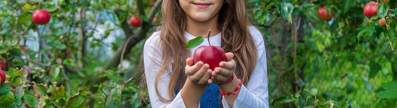 A child harvests apples in the garden. Selective focus. Food.