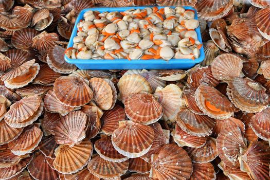 Fresh french scallops on a seafood market at Dieppe France