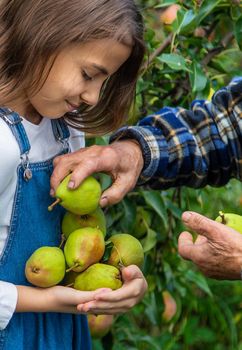 Child and grandmother harvest pears in the garden. Selective focus. Kid.