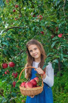 A child harvests apples in the garden. Selective focus. Food.