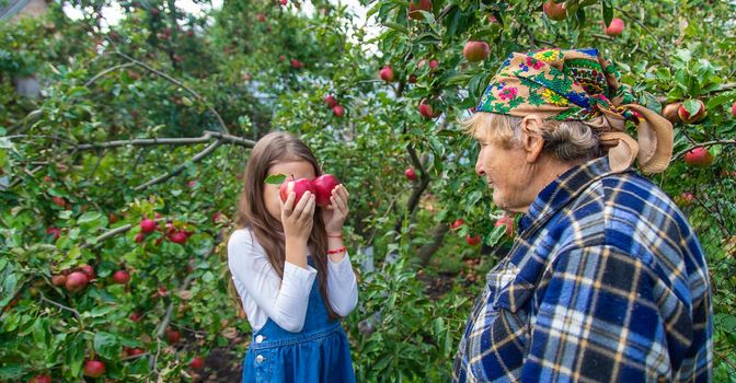 Child and grandmother harvest apples in the garden. Selective focus. Kid.