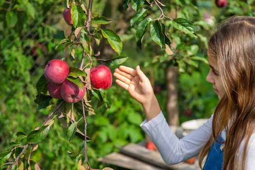 A child harvests apples in the garden. Selective focus. Food.