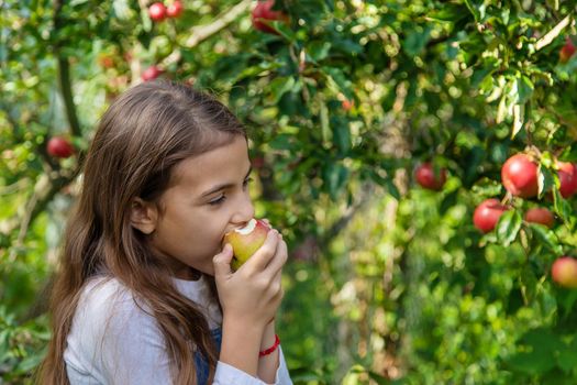 A child harvests apples in the garden. Selective focus. Food.