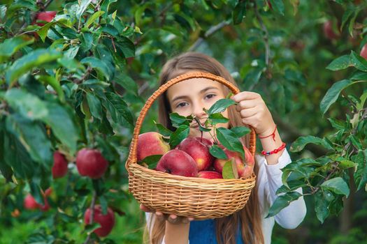 A child harvests apples in the garden. Selective focus. Food.