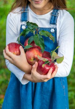 A child harvests apples in the garden. Selective focus. Food.