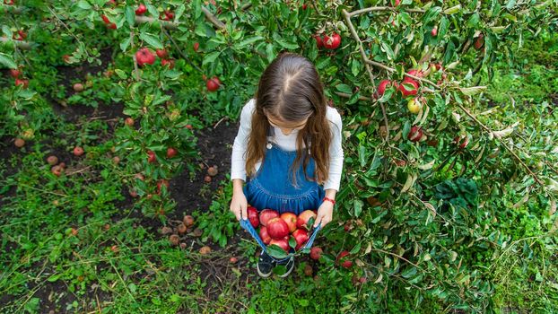 A child harvests apples in the garden. Selective focus. Food.