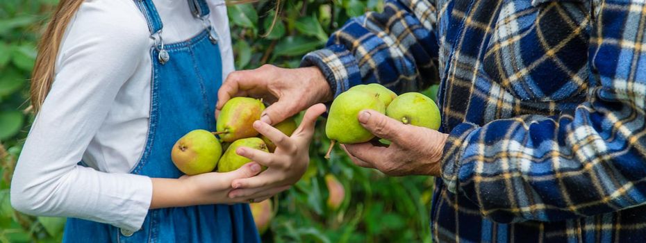 Child and grandmother harvest pears in the garden. Selective focus. Kid.