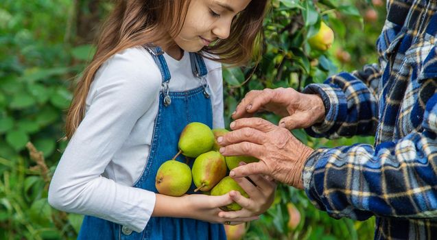 Child and grandmother harvest pears in the garden. Selective focus. Kid.