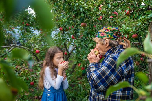 Child and grandmother harvest apples in the garden. Selective focus. Kid.