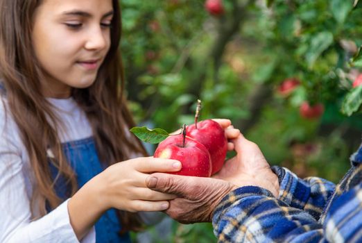 Child and grandmother harvest apples in the garden. Selective focus. Kid.