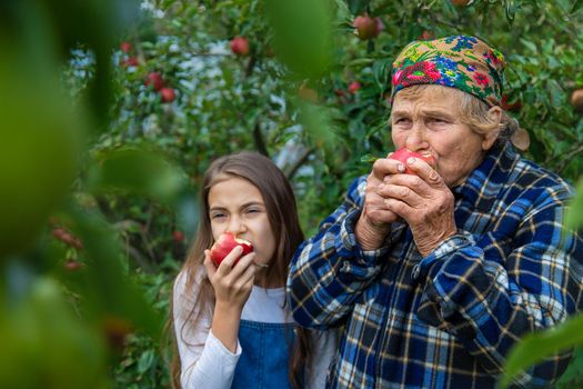 Child and grandmother harvest apples in the garden. Selective focus. Kid.