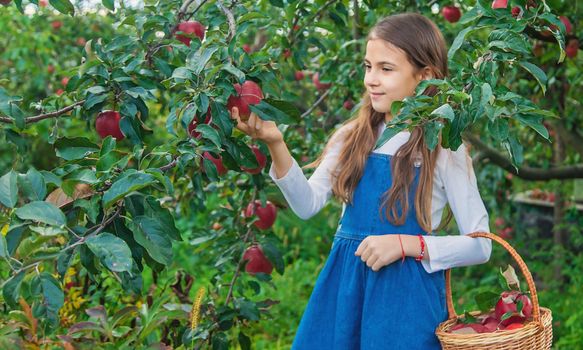 A child harvests apples in the garden. Selective focus. Food.