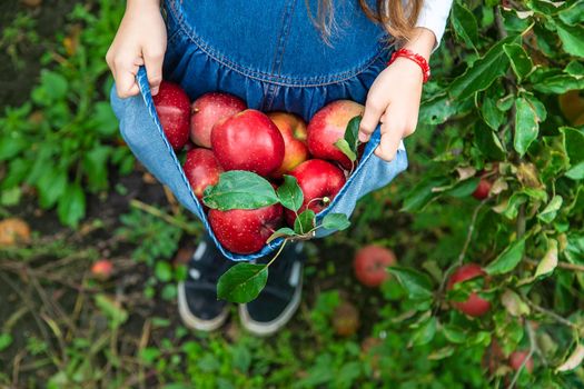 A child harvests apples in the garden. Selective focus. Food.