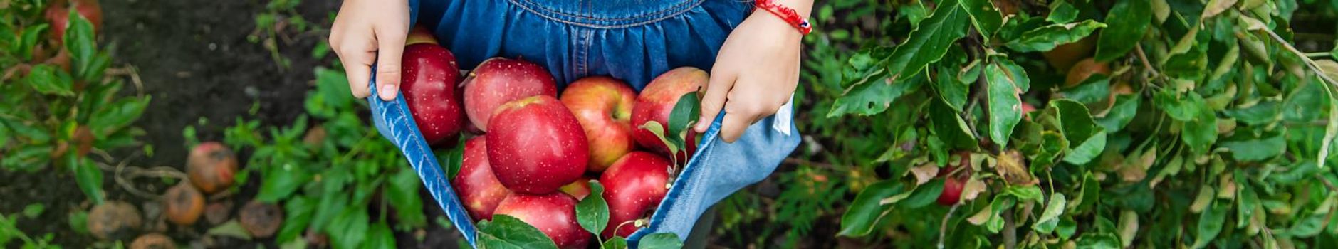 A child harvests apples in the garden. Selective focus. Food.