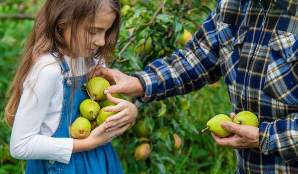 Child and grandmother harvest pears in the garden. Selective focus. Kid.