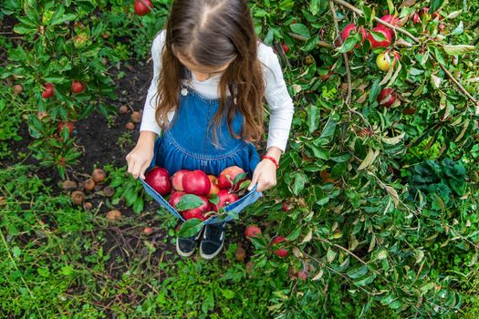 A child harvests apples in the garden. Selective focus. Food.