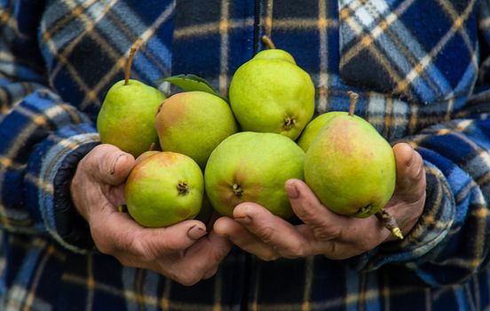 Grandmother harvests pears in the garden. Selective focus. Food.