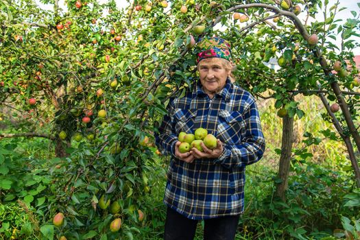 Grandmother harvests pears in the garden. Selective focus. Food.