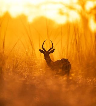 Wildlife photography is a genre of photography concerned with documenting various forms of wildlife in their natural habitat.