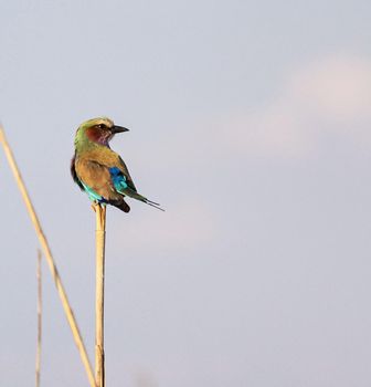 Wildlife photography is a genre of photography concerned with documenting various forms of wildlife in their natural habitat.