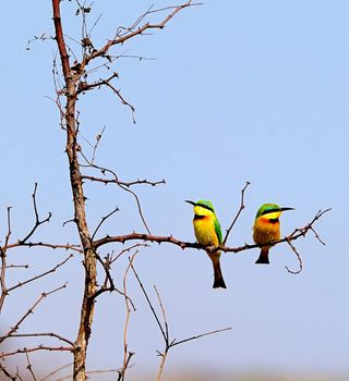 Wildlife photography is a genre of photography concerned with documenting various forms of wildlife in their natural habitat.