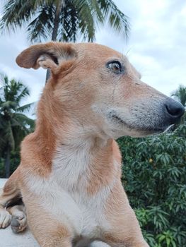 Indian breed brown dog sleeping on the wall.Indigenous breed of dog in india with black noseand white mouth