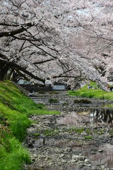 cherry blossom near tachikawa tokyo