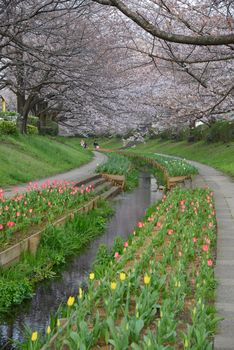 cherry blossom along a canal in yokohama