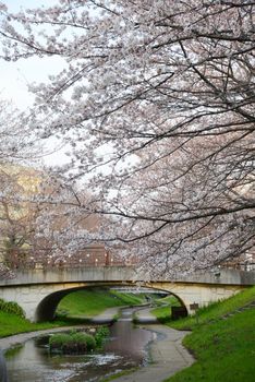 cherry blossom along a canal in yokohama