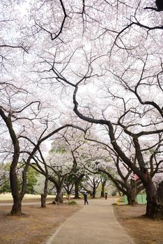 cherry blossom at shinjuku park tokyo