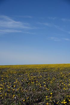 death valley wildflower super bloom