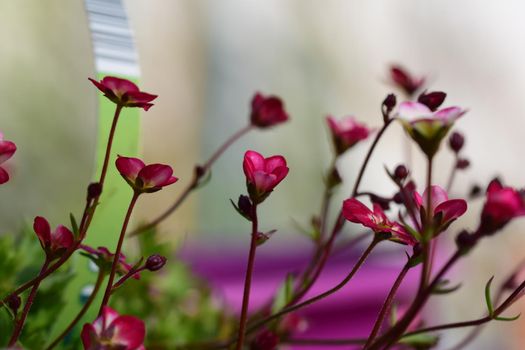 Pink small blossoms against a green blurred background as a close up