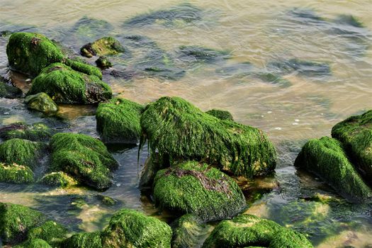 Stones overgrown with algae in the shallow water on the beach of an island