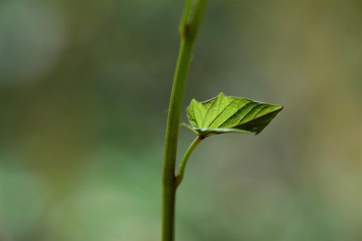 Close-up of the green of a sweet potato