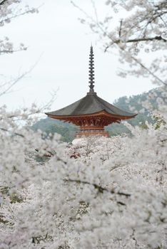 cherry blossom with pagoda at miyajima